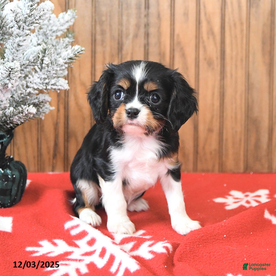 Cavalier King Charles Spaniel dogs Sparky - Ad 3