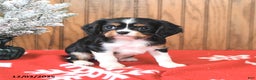 Cavalier King Charles Spaniel dogs for sale: Sparky - Ad 1