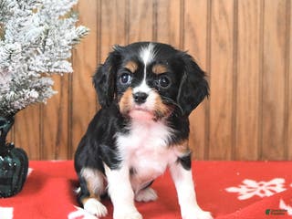 Cavalier King Charles Spaniel dogs Sparky - Ad 42