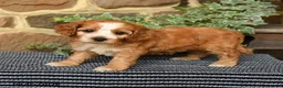 Cockapoo dogs for sale: Coffee - Ad 3