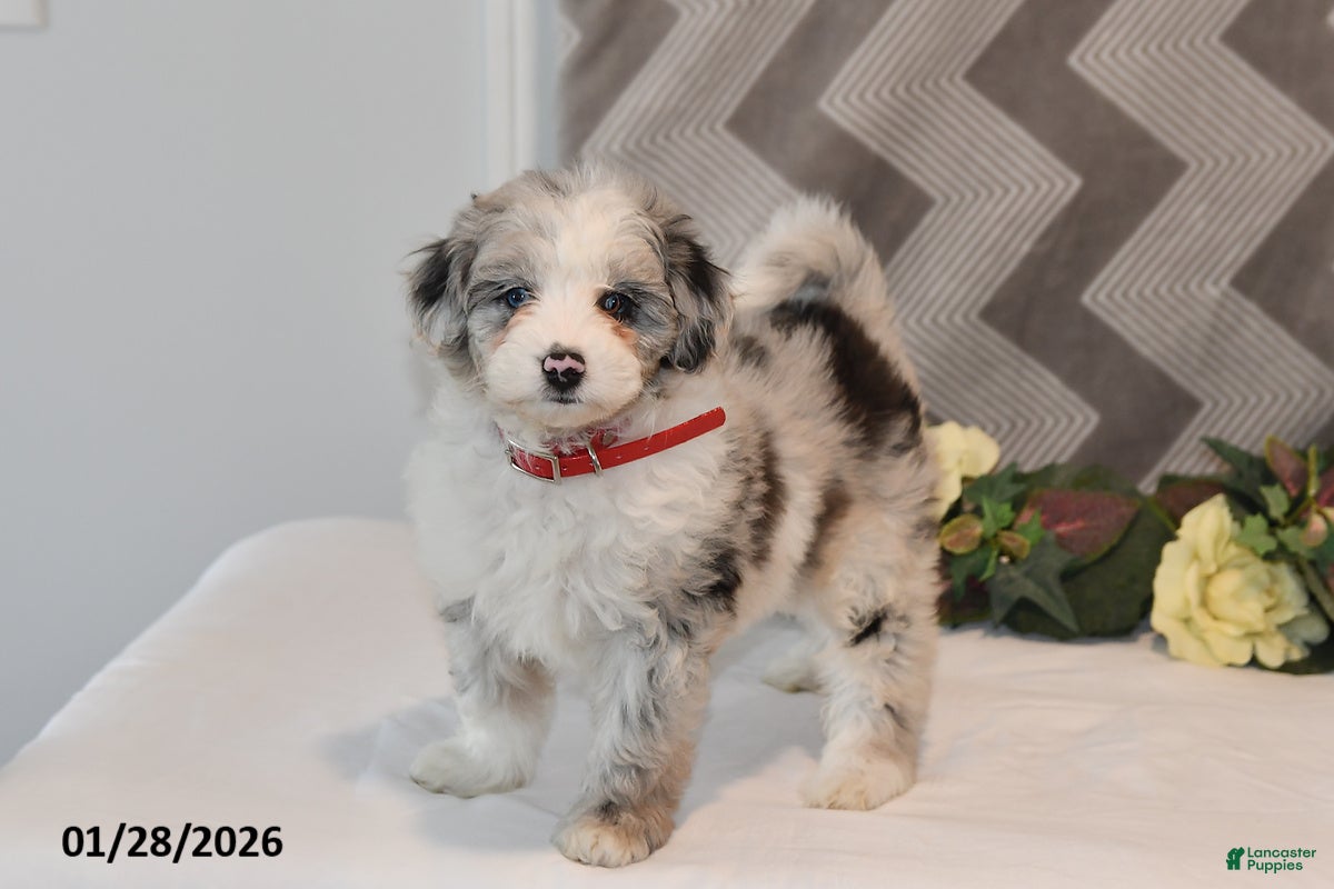 Mini Aussiedoodle dogs Amber - Ad 1