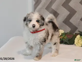 Mini Aussiedoodle dogs Amber - Ad 1