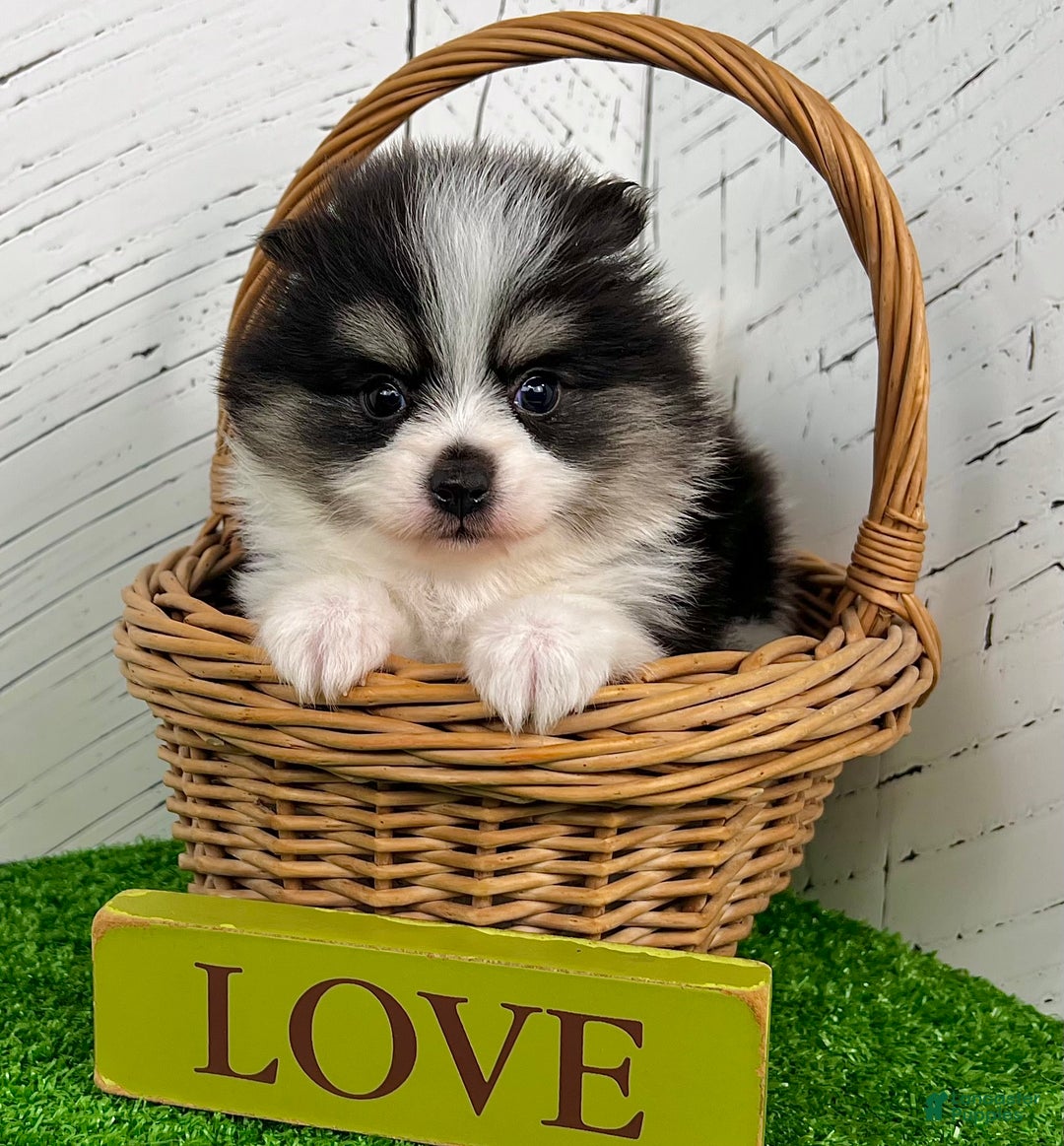 Pomeranian dogs for sale: Tucker - Ad 3