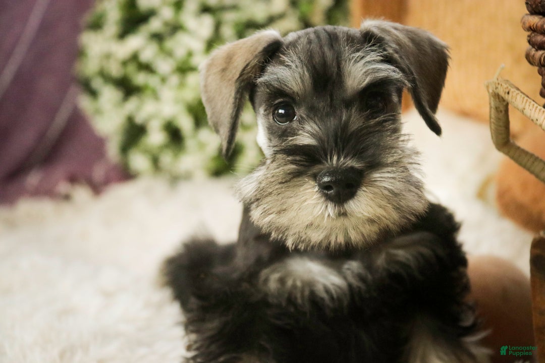 Miniature Schnauzer dogs for sale: Holly - Ad 3