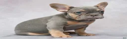 French Bulldog dogs for sale: Brielle - Ad 3