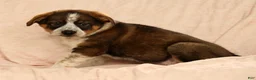 Australian Shepherd dogs for sale: Al - Ad 6