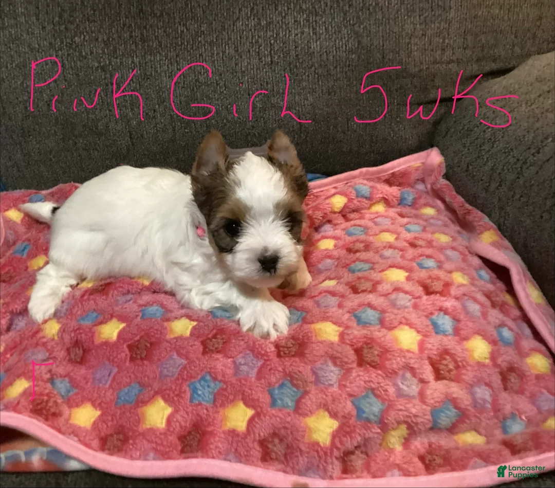 Biewer Terrier dogs for sale: Biewer Terrier Puppy 4 - Ad 1