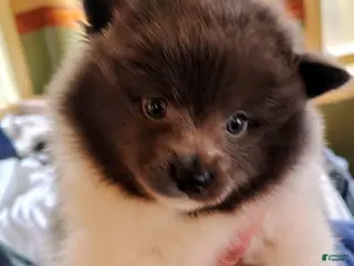 Mixed Breed dogs Mixed Breed Puppy 2 - Ad 30