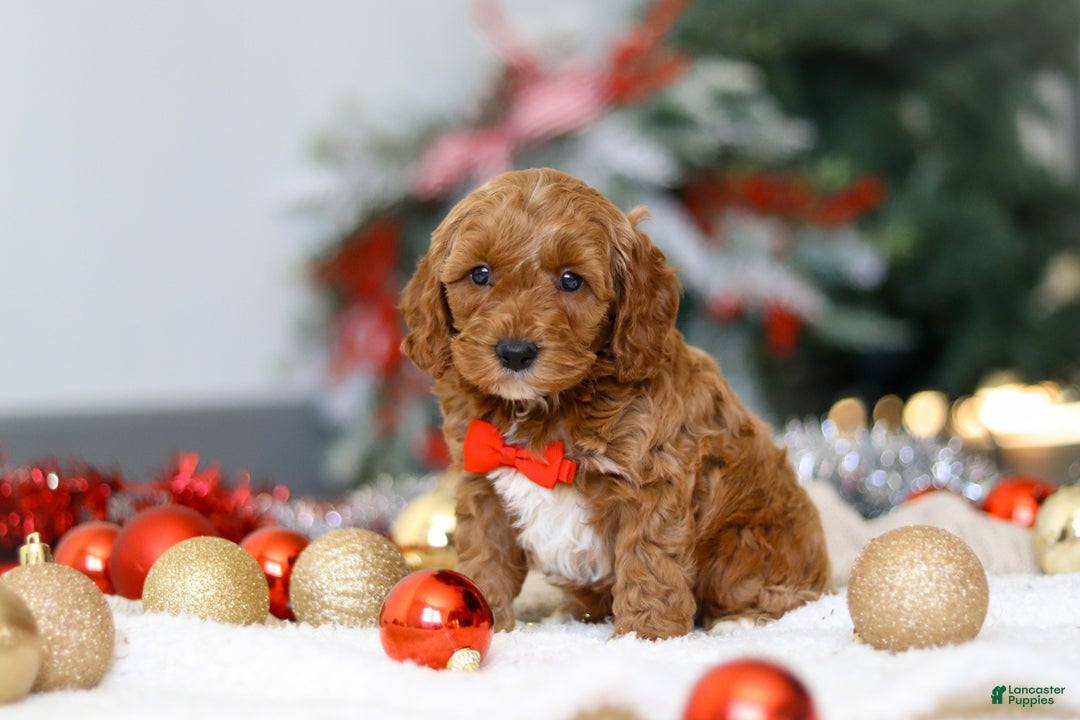 Cockapoo dogs for sale: Hudson - Ad 4