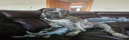 Mixed Breed dogs for sale: Dozer - Ad 4