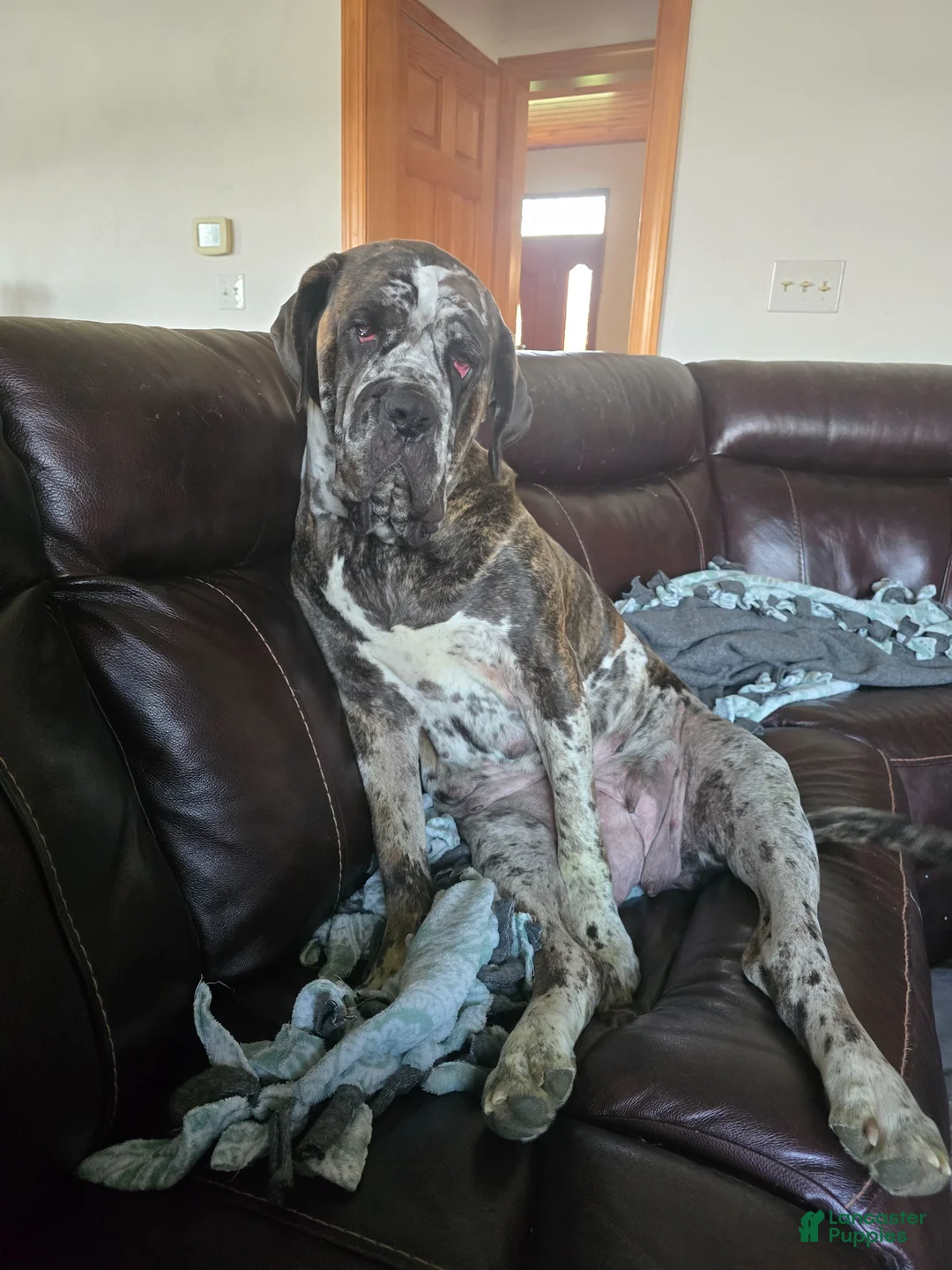 Mixed Breed dogs for sale: Dozer - Ad 4