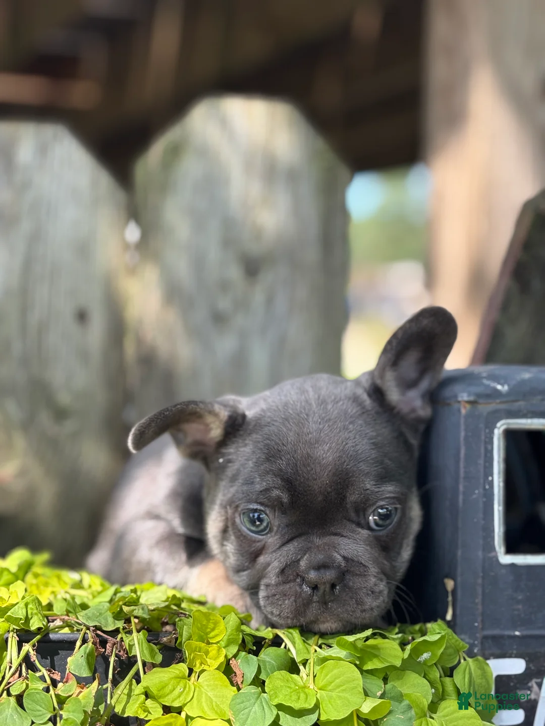 French Bulldog dogs for sale:  Kayla - Ad 1