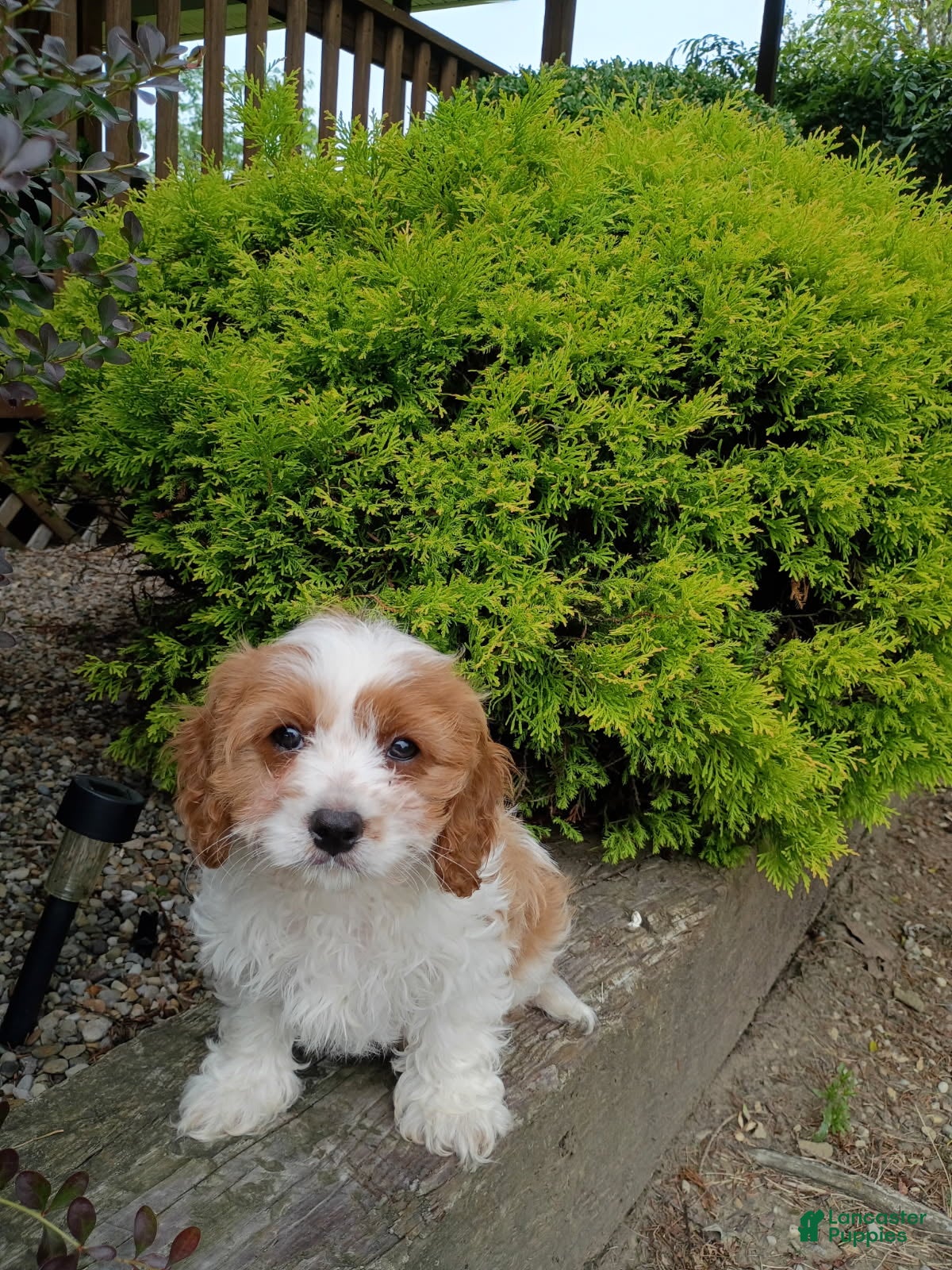 Cavapoo dogs Dixie - Ad 2