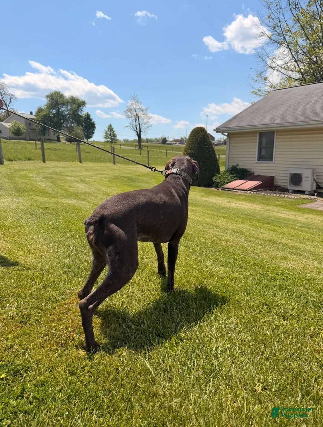 German Shorthaired Pointer dogs for sale: German Shorthaired Pointer Puppy 1 - Ad 2