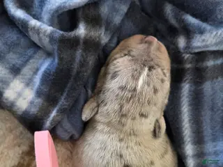 American Bulldog dogs Blue Merle Female (Pink) - Ad 4