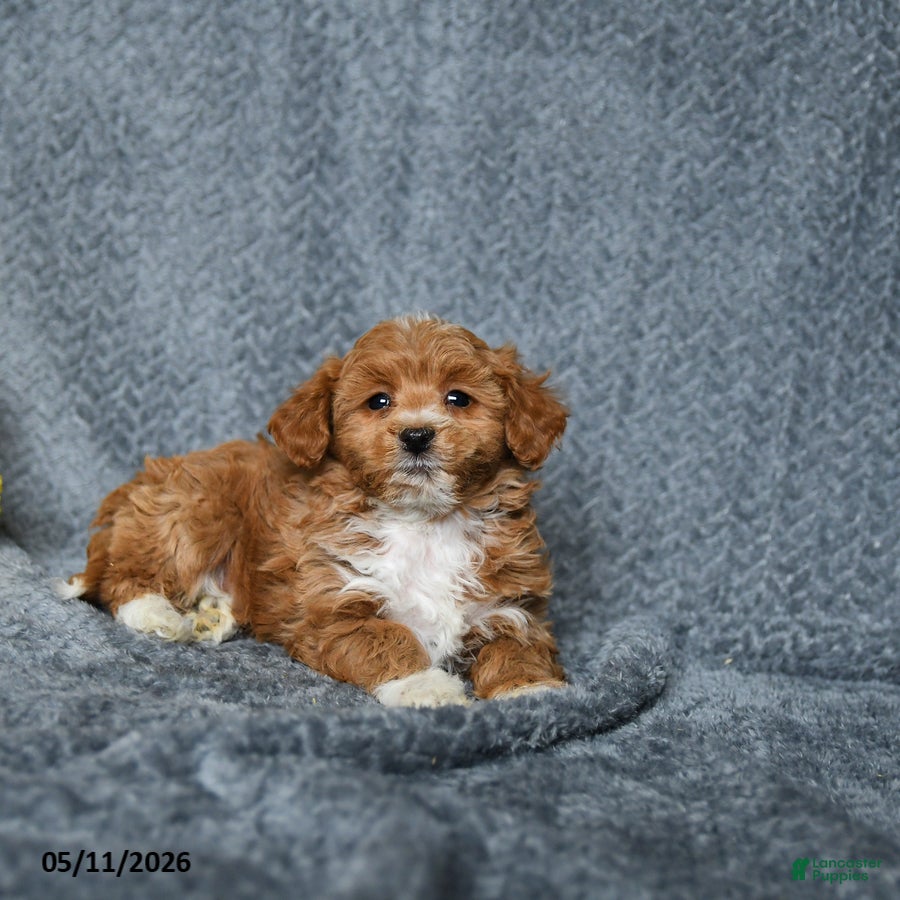 Maltipoo dogs Sweetie - Ad 2