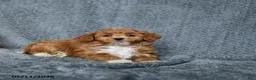 Maltipoo dogs for sale: Sweetie - Ad 2