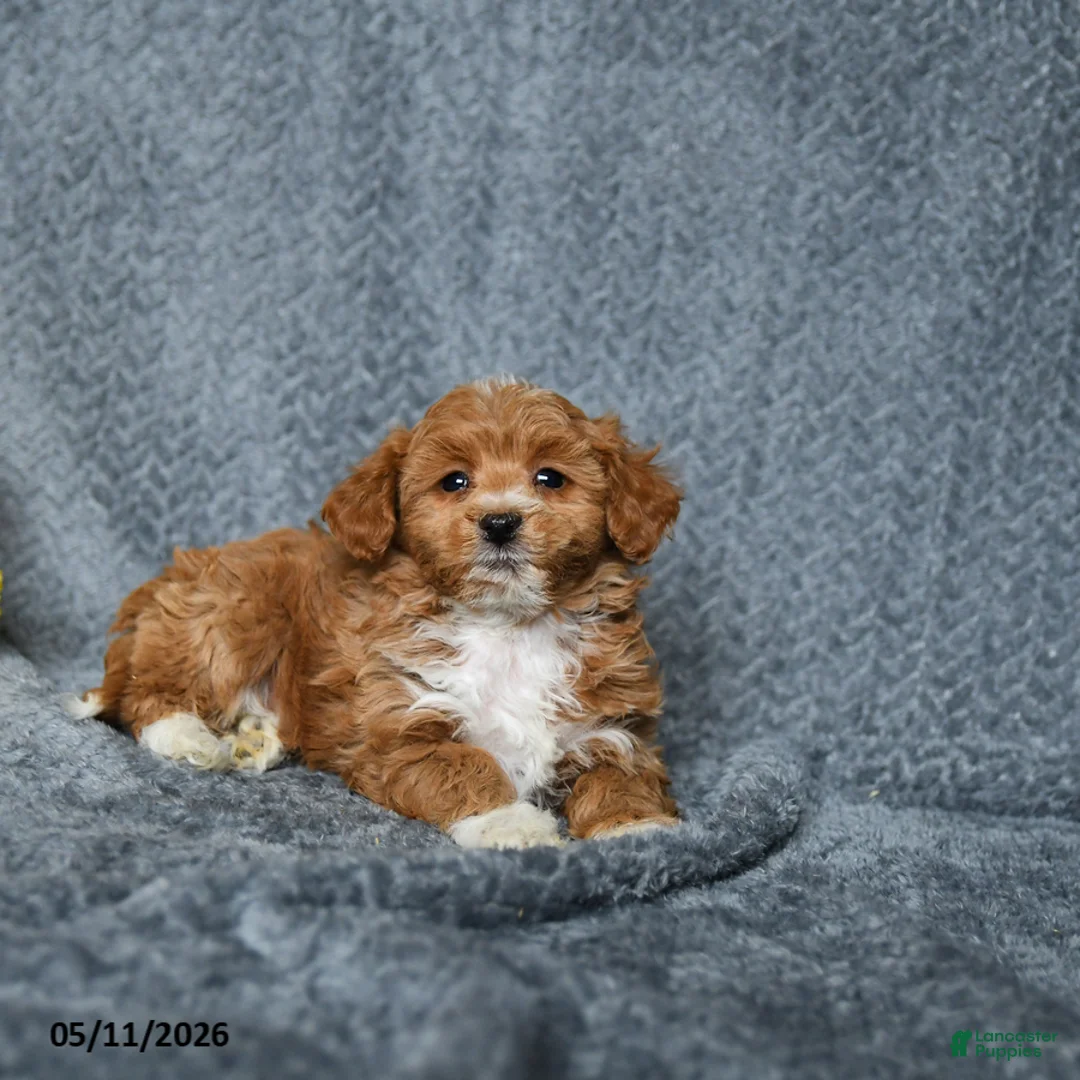 Maltipoo dogs for sale: Sweetie - Ad 2