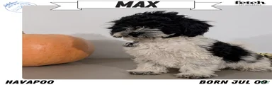 Max
