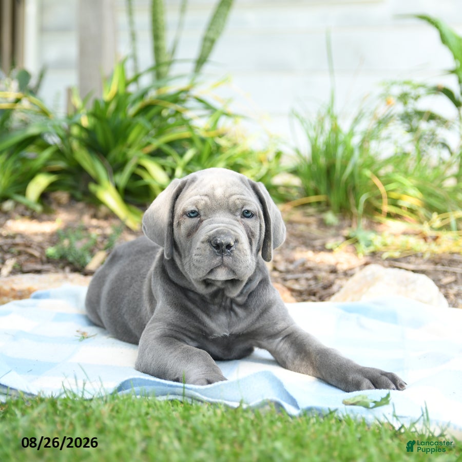 Cane Corso dogs Waylon - Ad 2
