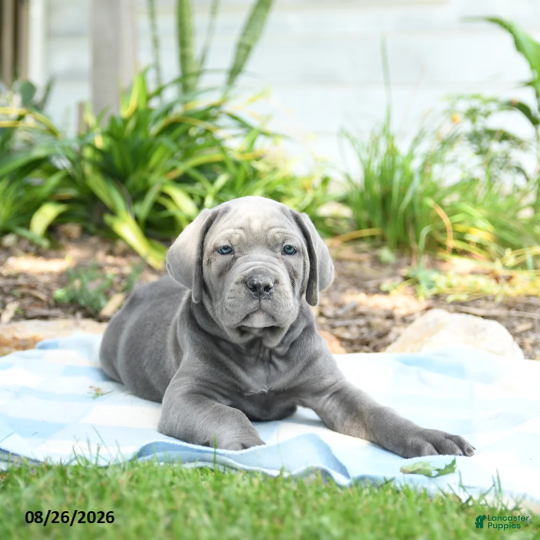 Cane Corso dogs for sale: Waylon - Ad 2