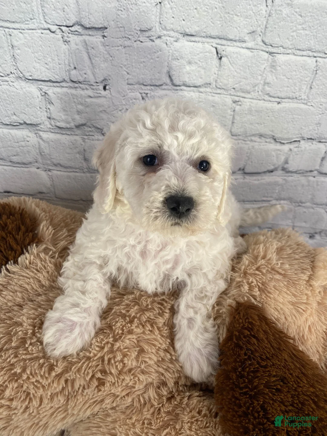 Bichon Frise dogs for sale: Stella - Ad 6