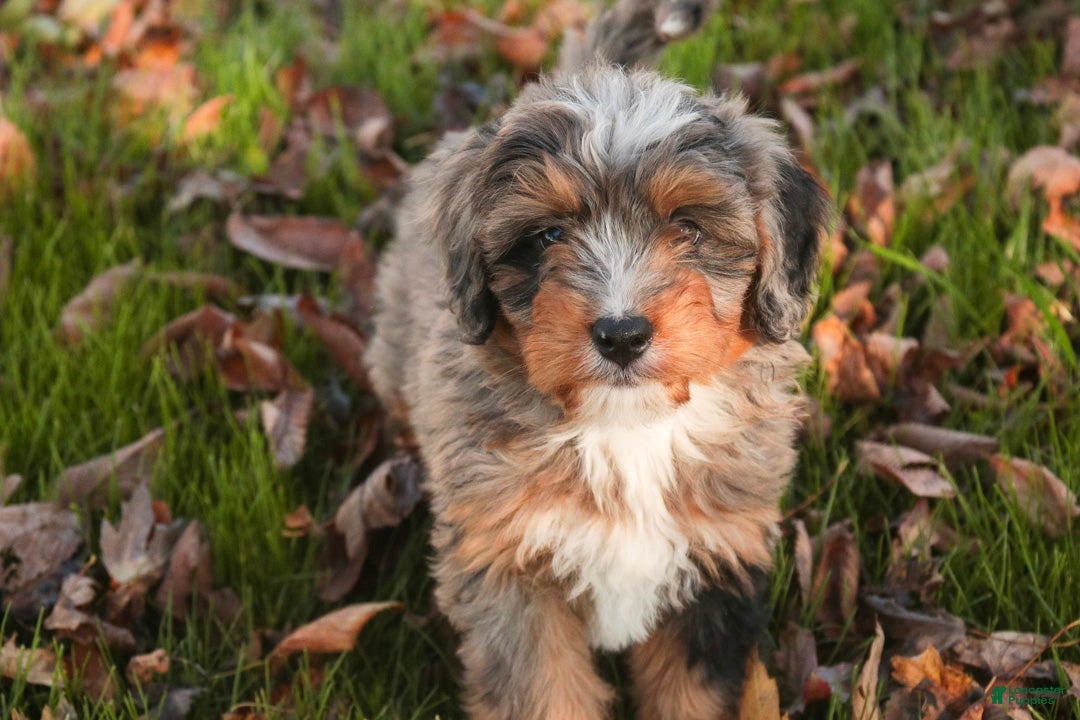 Mini Bernedoodle dogs Colt F1 Mini Bernedoodle  - Ad 2