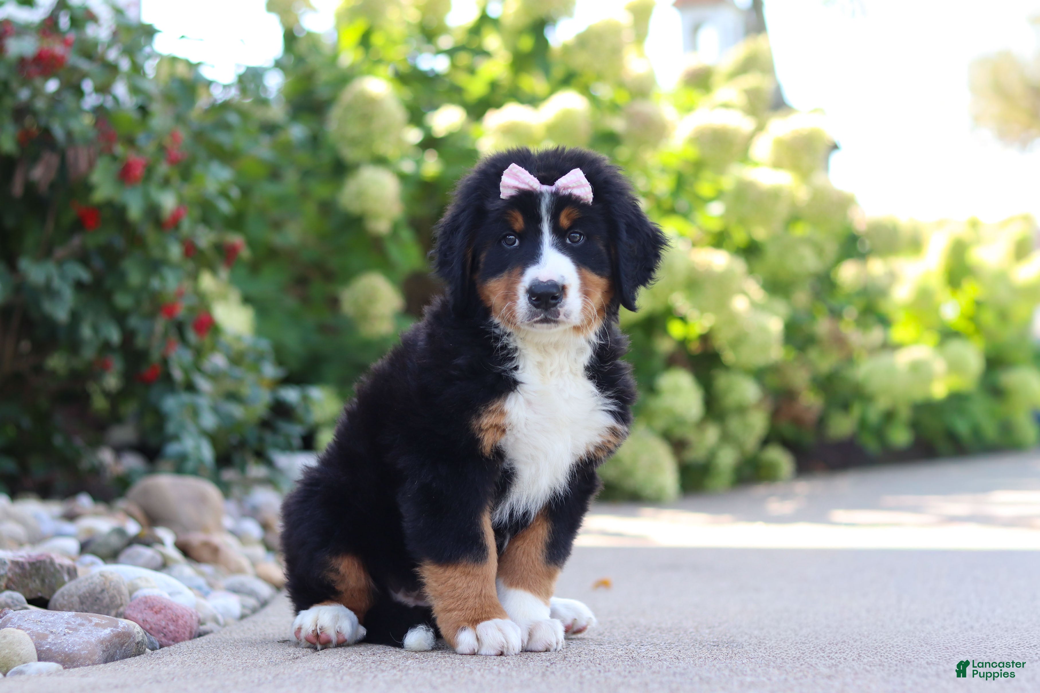 Bernese Mountain Dog dogs Maggie - Ad 2
