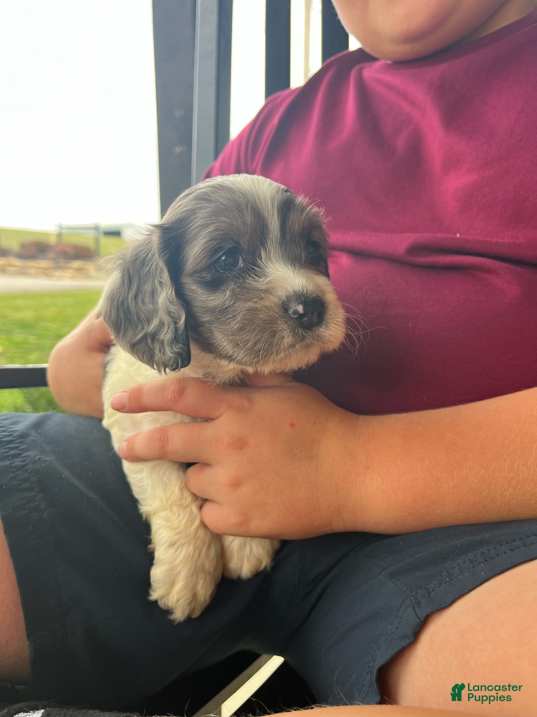 Cockapoo dogs for sale: Cedar - Ad 3