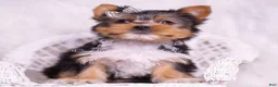 Yorkshire Terrier dogs for sale: Mookie - Ad 5