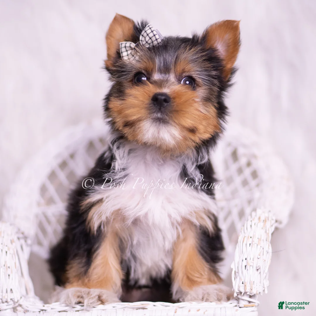 Yorkshire Terrier dogs for sale: Mookie - Ad 5