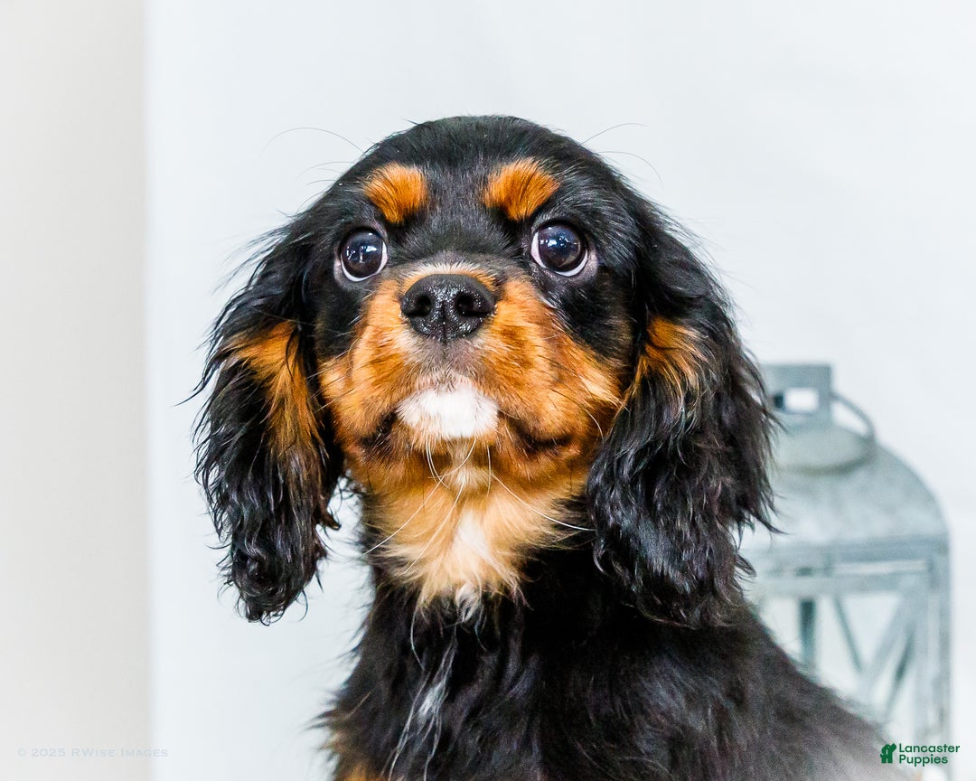 Cavalier King Charles Spaniel dogs for sale: Cocoa - Ad 2