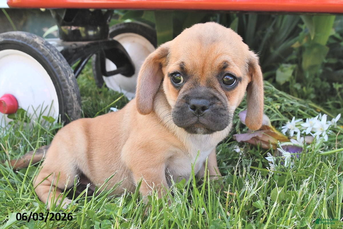 Puggle dogs for sale: Savannah - Ad 2