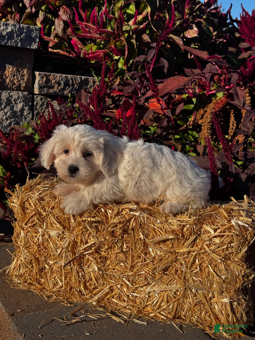 Coton De Tulear dogs for sale: Clyde  - Ad 6