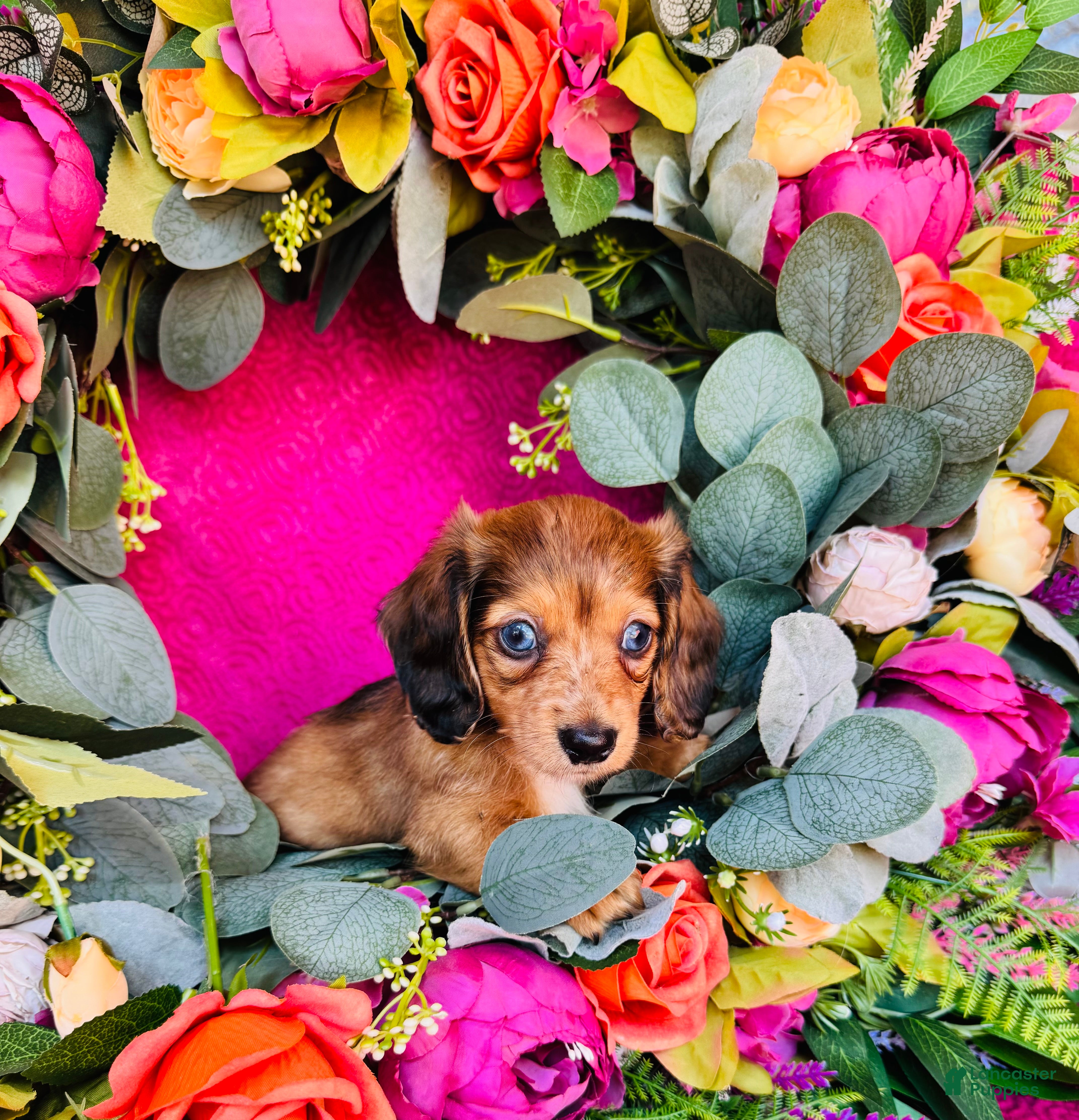 Miniature Dachshund dogs Dixie (Longhair) - Ad 1