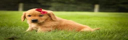 Golden Retriever dogs for sale: Rocco✨ - Ad 14