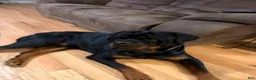 Rottweiler dogs for sale: Ruby - Ad 12