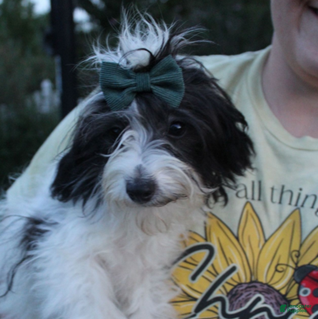 Aussiedoodle dogs for sale: Patty - Ad 1