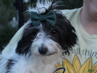 Aussiedoodle dogs Patty - Ad 1