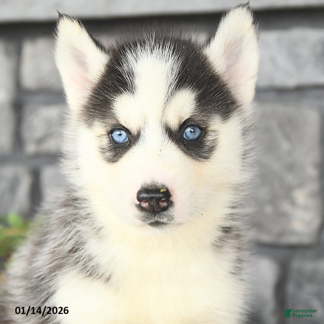 Siberian Husky dogs for sale: Gracie - Ad 4