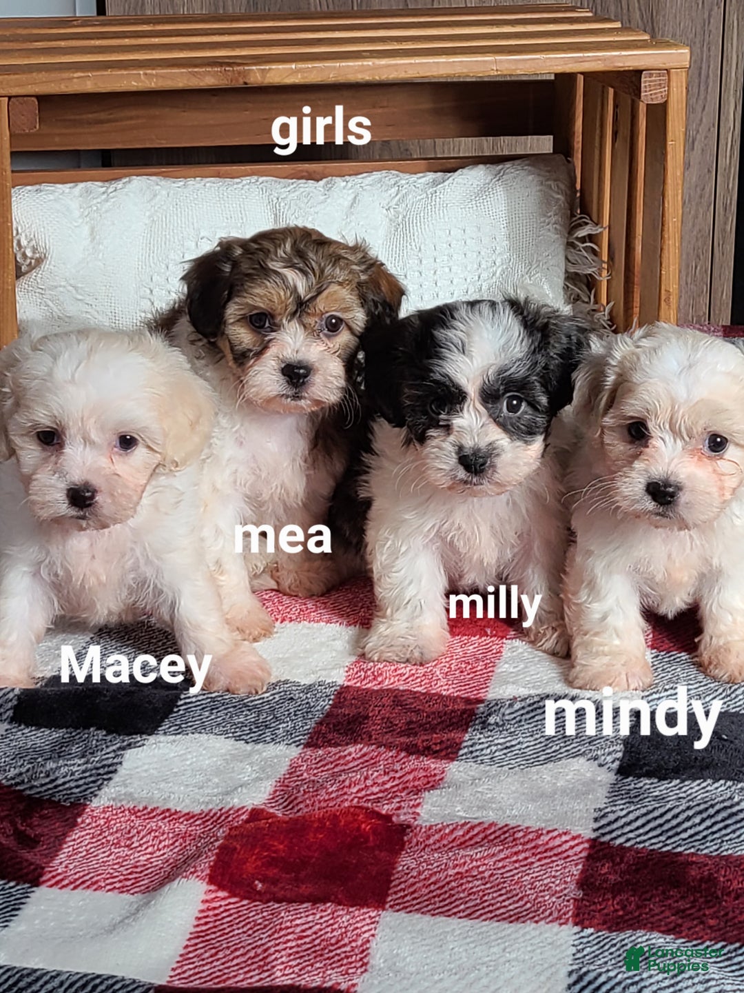 Teddy Bear dogs for sale: Mindy  - Ad 10