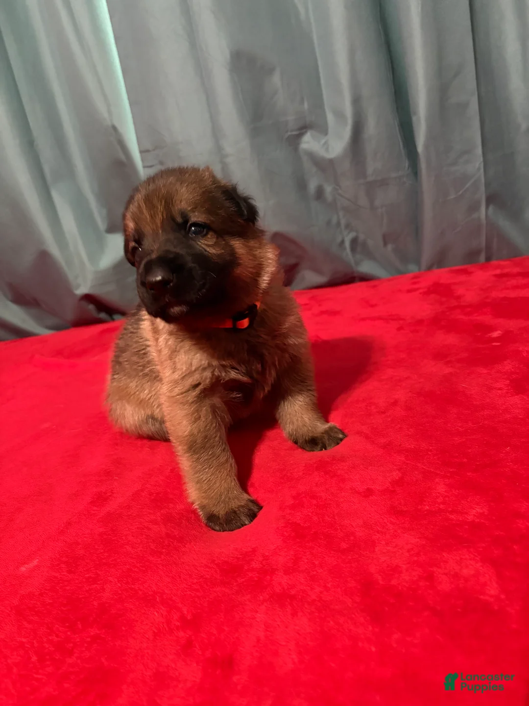 German Shepherd dogs for sale: Brain - Ad 1