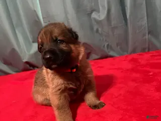 German Shepherd dogs for sale: Brain - Ad 4