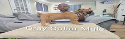 Cane Corso dogs for sale: Cane Corso 1 - Ad 2