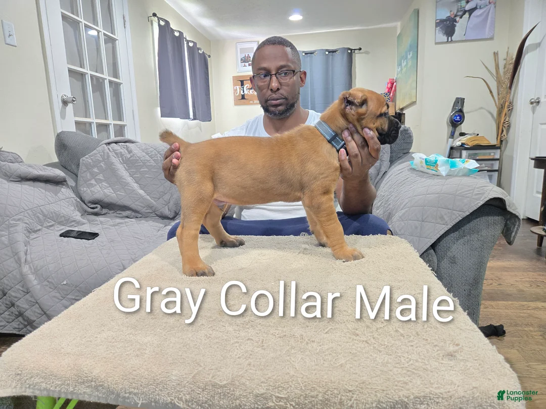 Cane Corso dogs for sale: Cane Corso 1 - Ad 2
