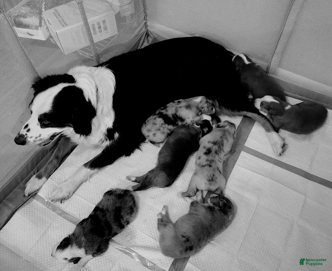 Australian Shepherd dogs for sale: Australian Shepherd Puppy 5 - Ad 4