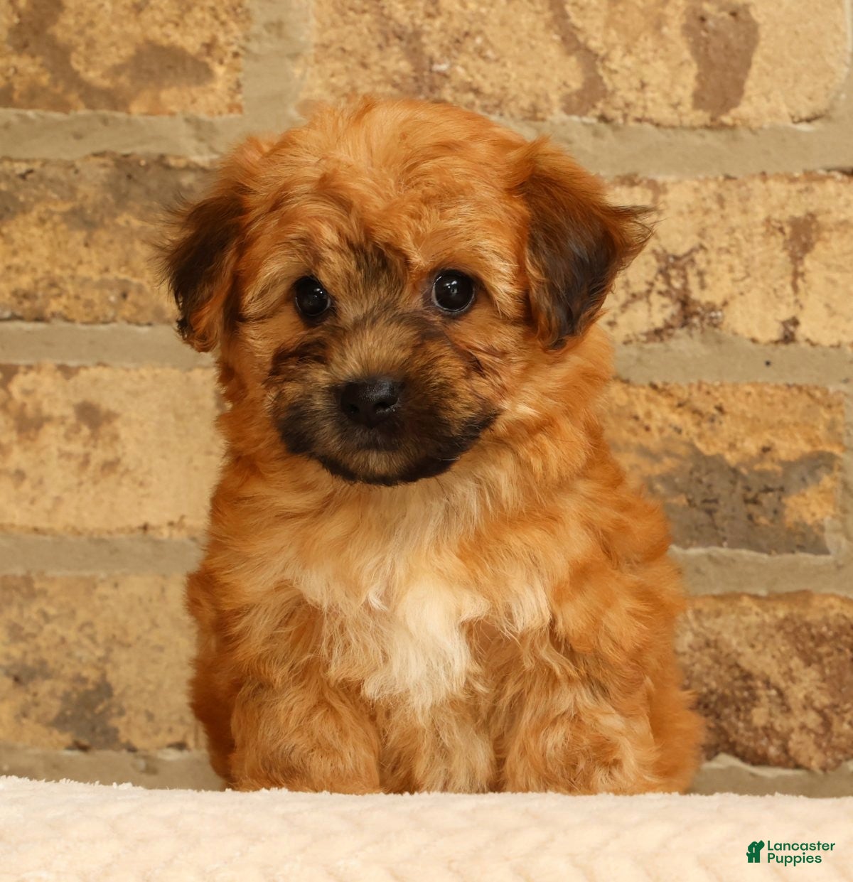 Yochon dogs Felicity - Ad 1