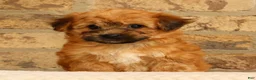 Yochon dogs for sale: Felicity - Ad 1