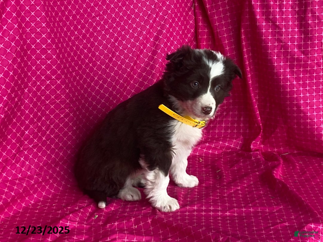 Mixed Breed dogs for sale: Goldie - Ad 5