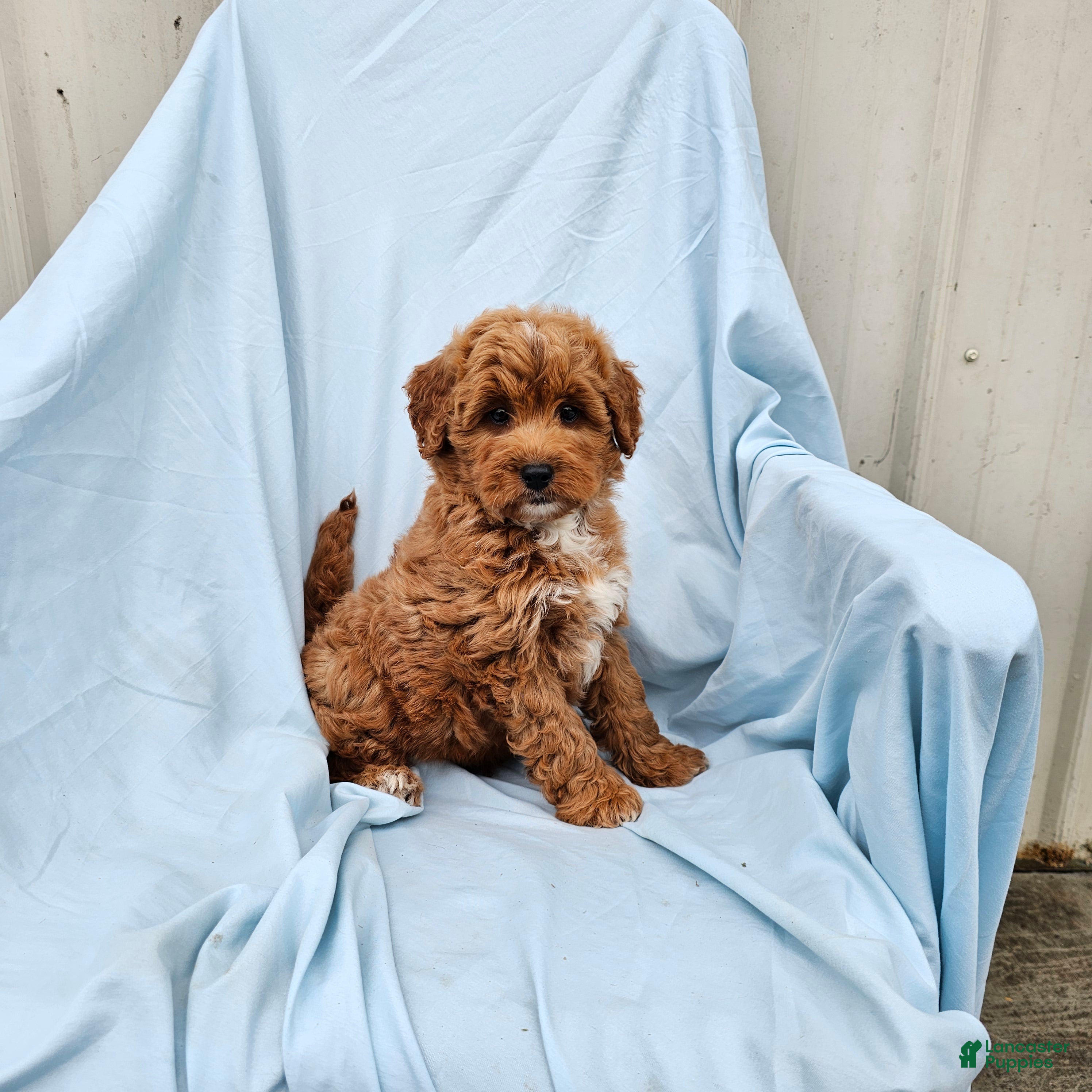 Mini Goldendoodle dogs Rambler - Ad 2